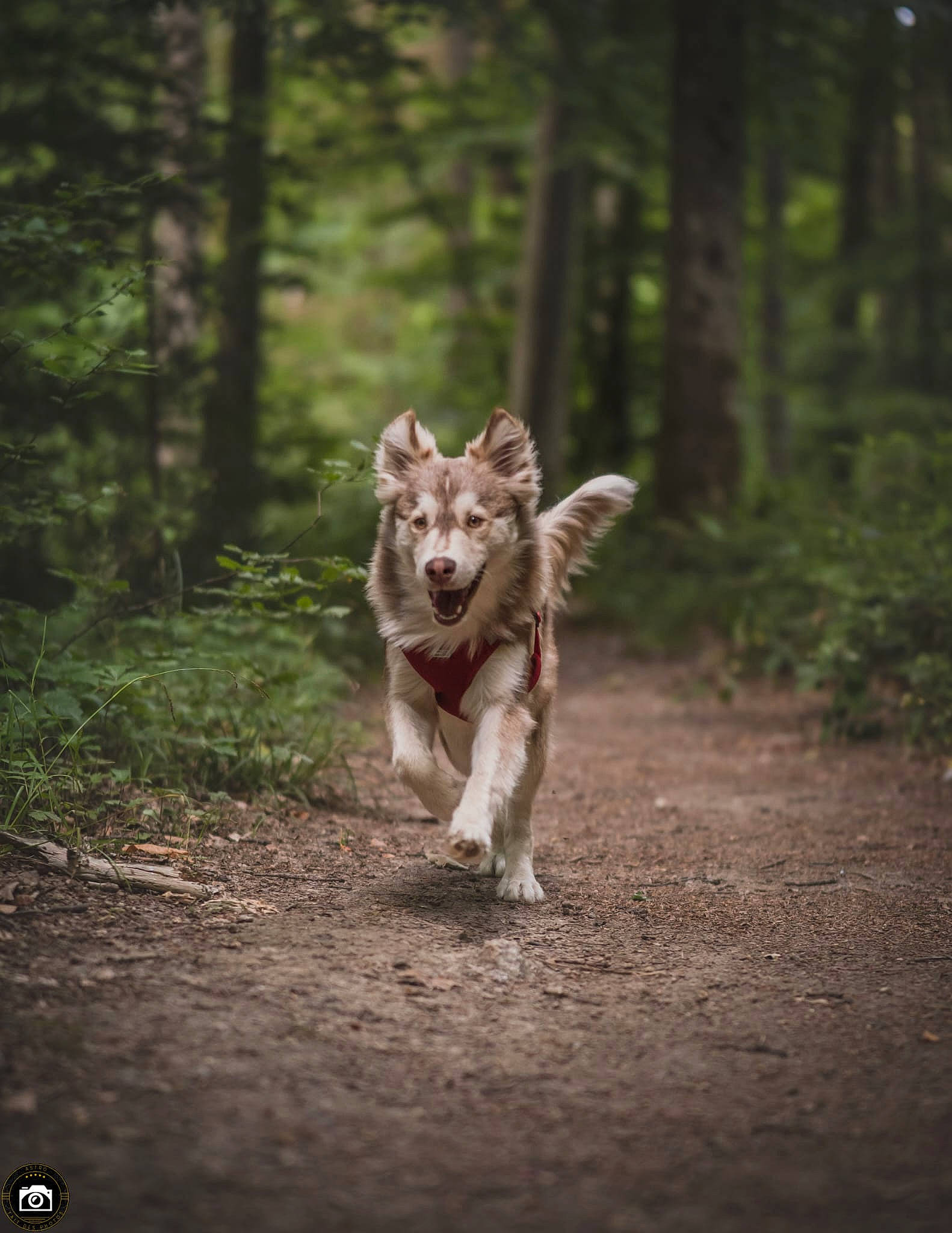 Thor a rejoint le concours — aidez-le/la à gagner de superbes lots ! canis, carnivore, companion_dog, dog, dog_breed, fawn, forest, grass, natural_landscape, plant, snout, soil, tail, terrestrial_animal, tree, trunk, wolf, wood, woodland, working_animal
