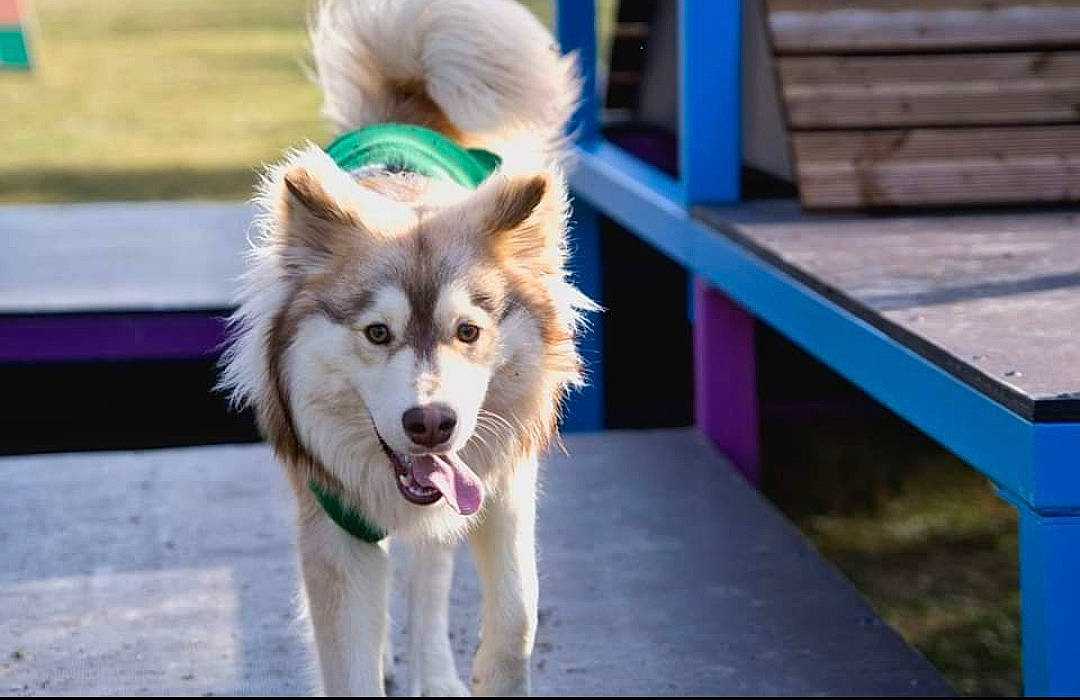 Thor participe au concours pour gagner de l'argent avec cette photo : ancient_dog_breeds, canidae, canis, carnivore, companion_dog, dog, dog_breed, electric_blue, fang, fur, grass, herding_dog, non_sporting_group, plant, sled_dog, snout, sporting_group, tail, working_dog