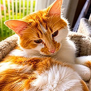 Guizmo a rejoint le concours — aidez-le/la à gagner de superbes lots ! cat, orange_cat, white_cat, pet, feline, fluffy, fur, whiskers, ears, eyes, nose, sleepy, relaxed, lying_down, close_up, portrait, sunlight, indoors, chair, greenery