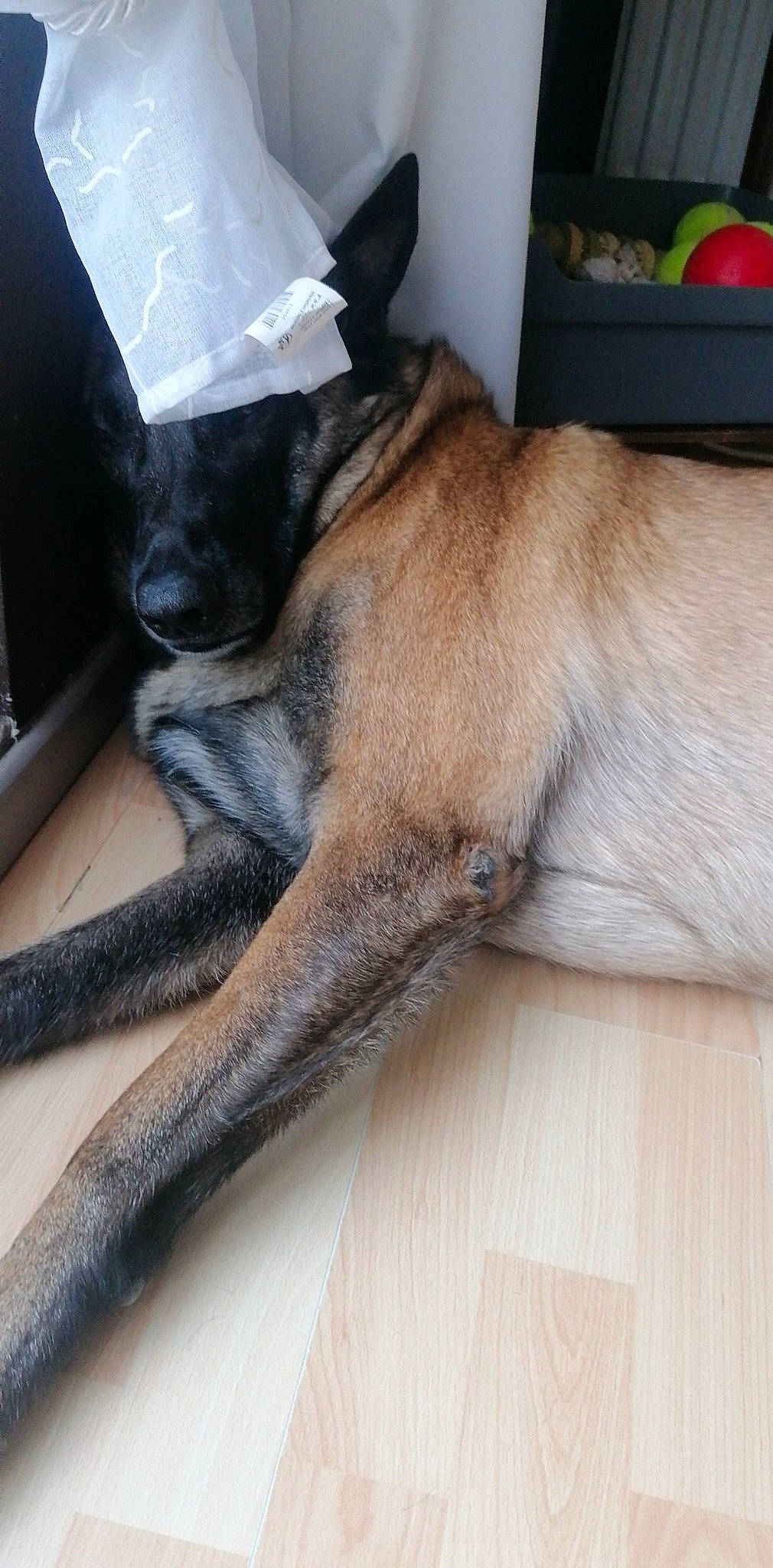 Maiky a rejoint le concours — aidez-le/la à gagner de superbes lots ! carnivore, claw, collar, comfort, companion_dog, dog, dog_breed, fawn, felidae, flooring, fur, guard_dog, hardwood, human_leg, paw, tail, terrestrial_animal, whiskers, wood, working_animal