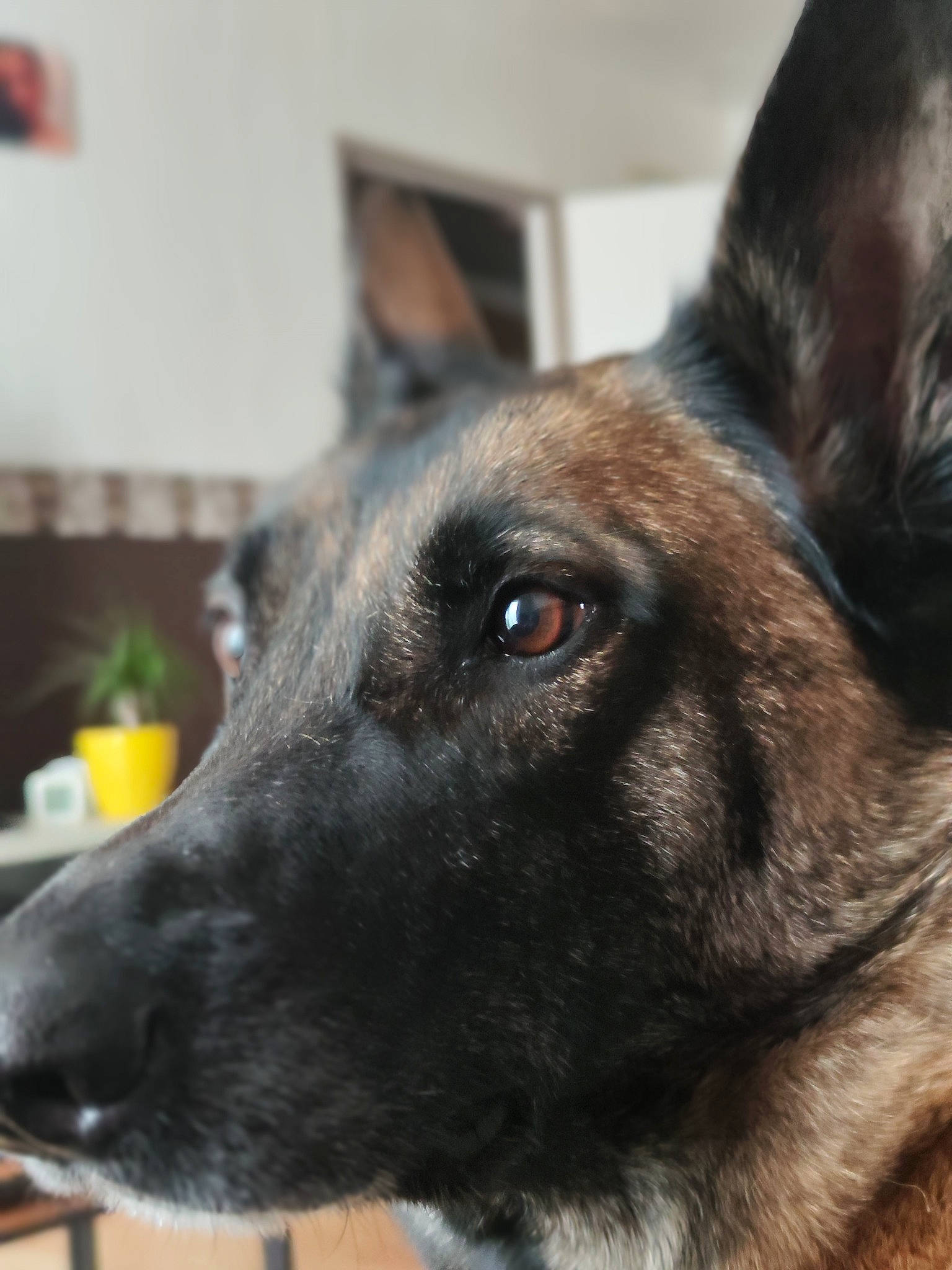 Maiky participe au concours pour gagner de l'argent avec cette photo : canidae, carnivore, collar, companion_dog, dog, dog_breed, dog_collar, ear, eye, fawn, fur, german_shepherd_dog, herding_dog, jaw, snout, sporting_group, terrestrial_animal, whiskers, working_animal, working_dog