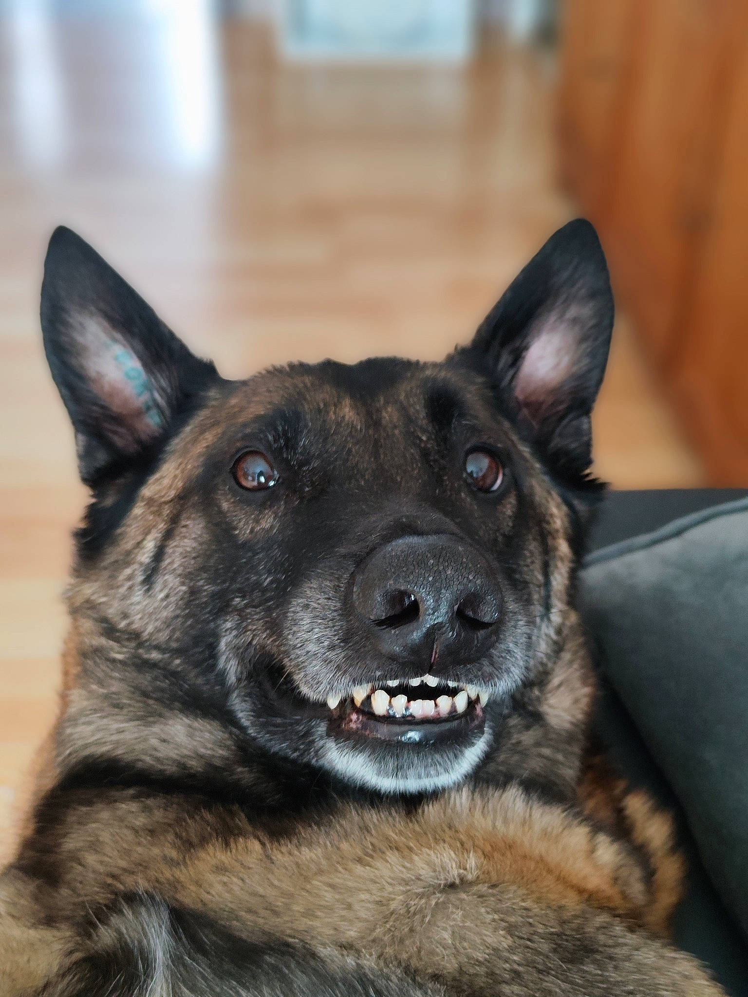 Maiky participe au concours pour gagner de l'argent avec cette photo : canidae, carnivore, companion_dog, dog, dog_breed, door, fur, guard_dog, herding_dog, plant, snout, sporting_group, whiskers, working_animal, working_dog