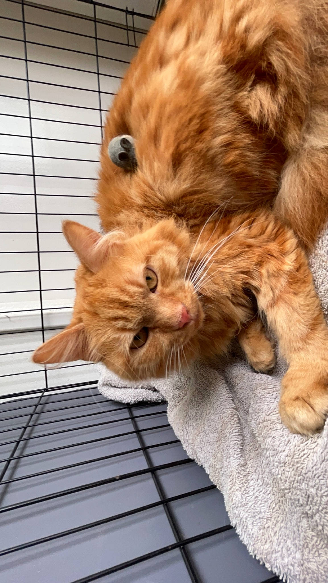 Obby participe au concours pour gagner de l'argent avec cette photo : canidae, carnivore, cat, comfort, companion_dog, dog_breed, domestic_short_haired_cat, ear, eye, fawn, felidae, fur, iris, liver, paw, small_to_medium_sized_cats, snout, tail, terrestrial_animal, whiskers