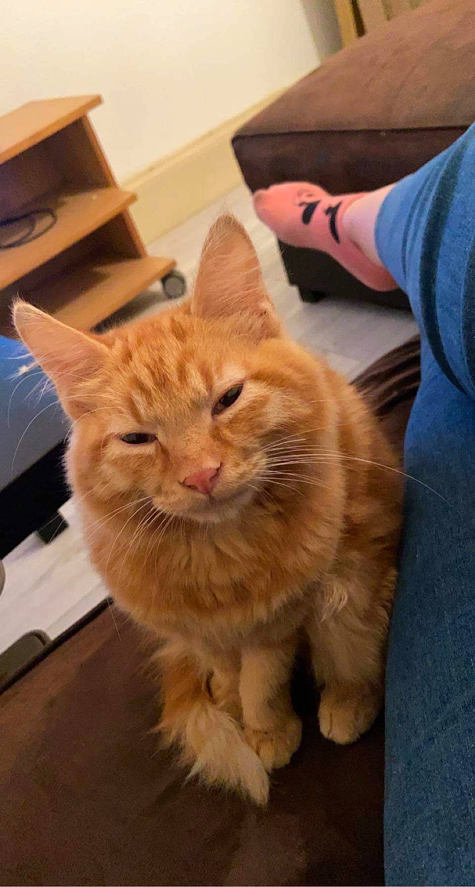 Obby participe au concours pour gagner de l'argent avec cette photo : box, carnivore, carton, cat, claw, comfort, domestic_short_haired_cat, fawn, felidae, flooring, fur, hardwood, paw, shipping_box, small_to_medium_sized_cats, snout, tail, whiskers, window, wood