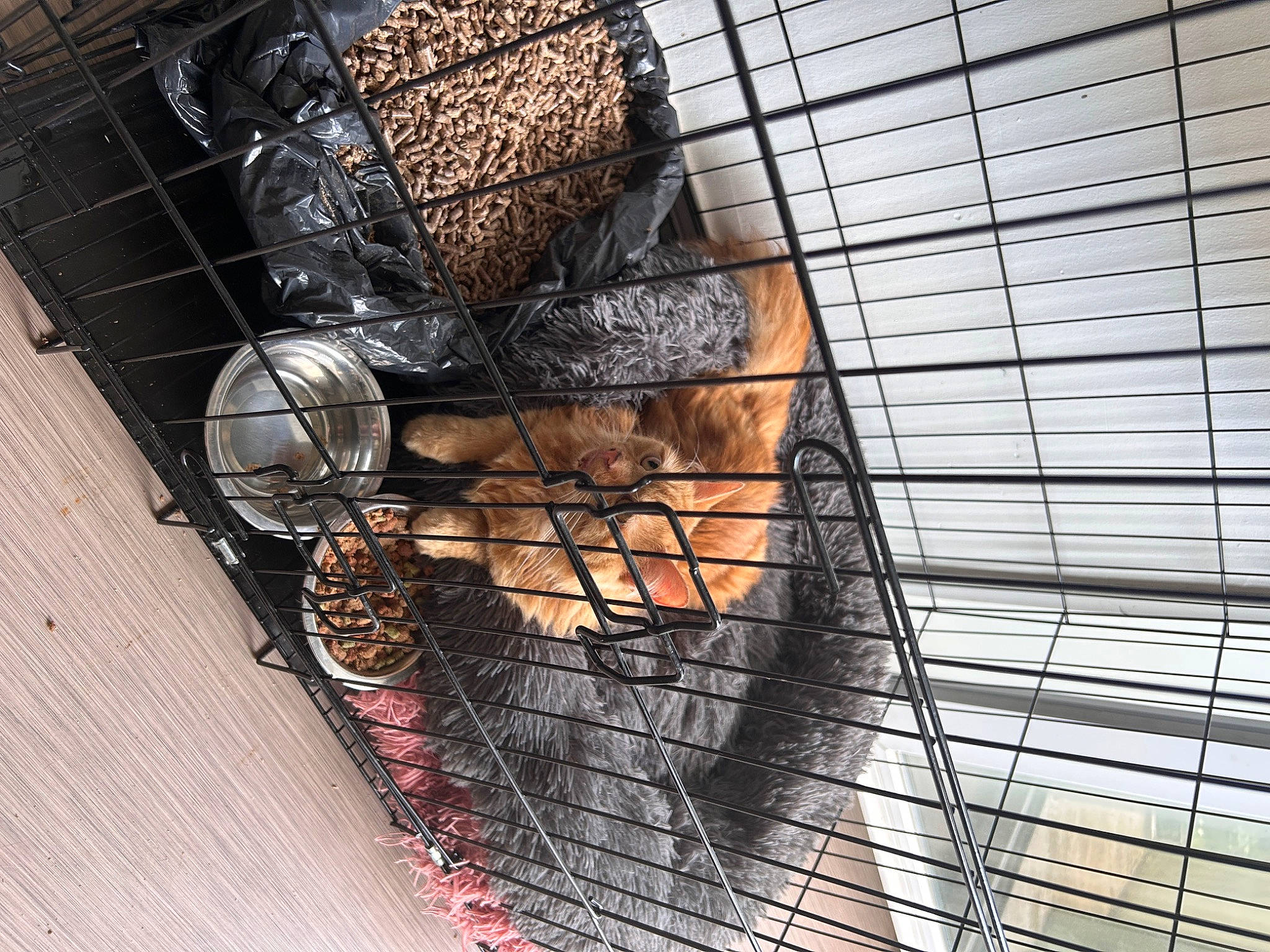 Obby a rejoint le concours — aidez-le/la à gagner de superbes lots ! animal_shelter, art, bird_supply, cage, carnivore, domestic_short_haired_cat, felidae, fur, mesh, metal, net, pet_supply, rodent, small_to_medium_sized_cats, snout, tail, terrestrial_animal, whiskers, wire_fencing, wood