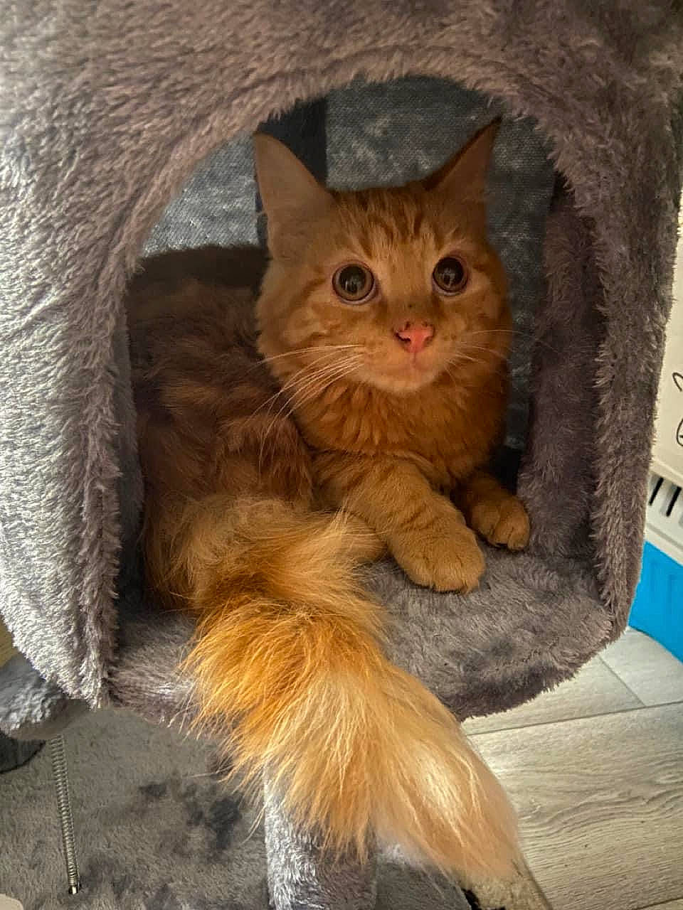 Obby a rejoint le concours — aidez-le/la à gagner de superbes lots ! carnivore, cat, claw, comfort, domestic_short_haired_cat, door, fawn, felidae, fur, mammal, paw, sitting, small_to_medium_sized_cats, snout, tail, terrestrial_animal, vertebrate, whiskers, window