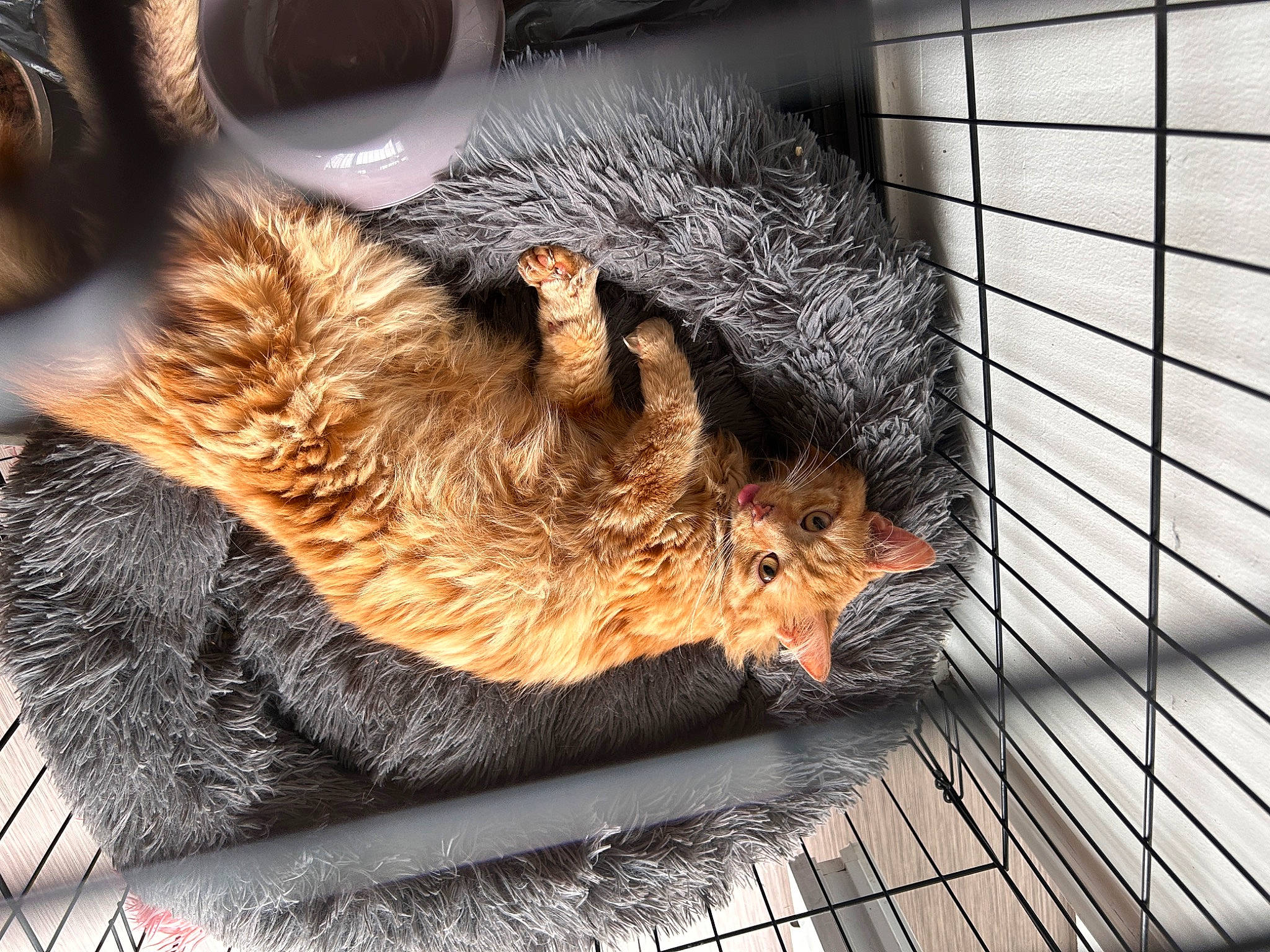 Obby participe au concours pour gagner de l'argent avec cette photo : canidae, carnivore, claw, companion_dog, dog_breed, eye, fawn, felidae, foot, fur, nap, paw, small_to_medium_sized_cats, snout, sporting_group, tail, terrestrial_animal, whiskers, window, wood