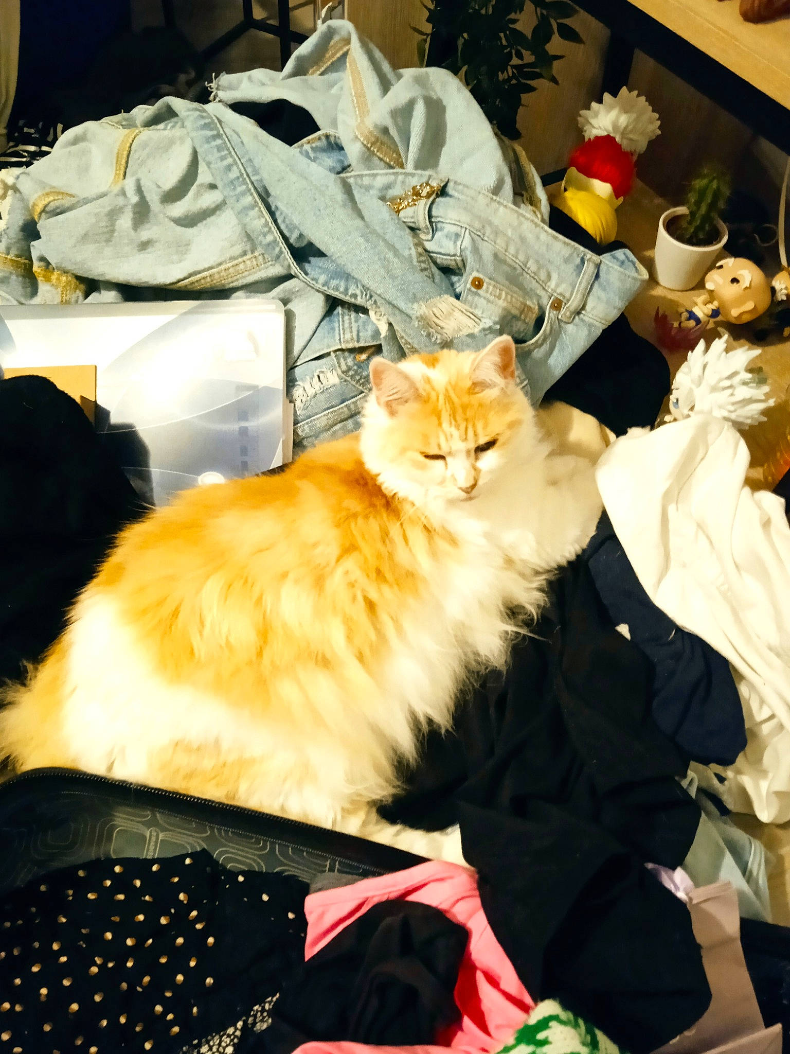 Chanelle participe au concours pour gagner de l'argent avec cette photo : carnivore, cat, comfort, companion_dog, couch, event, fawn, felidae, flowerpot, fur, houseplant, orange, plant, room, small_to_medium_sized_cats, tail, toy, whiskers