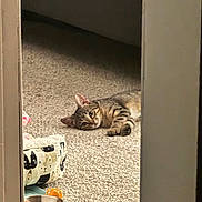Mittens is registered to the contest to win money with this photo: tabby_cat, cat, carpet, doorway, cat_bed, cat_food, food_bowl, water_bowl, pet_accessory, indoor, animal, laying_down, curious, fur, whiskers, ears, home, relaxed, pet, feline