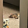 tabby_cat, cat, carpet, doorway, cat_bed, cat_food, food_bowl, water_bowl, pet_accessory, indoor, animal, laying_down, curious, fur, whiskers, ears, home, relaxed, pet, feline