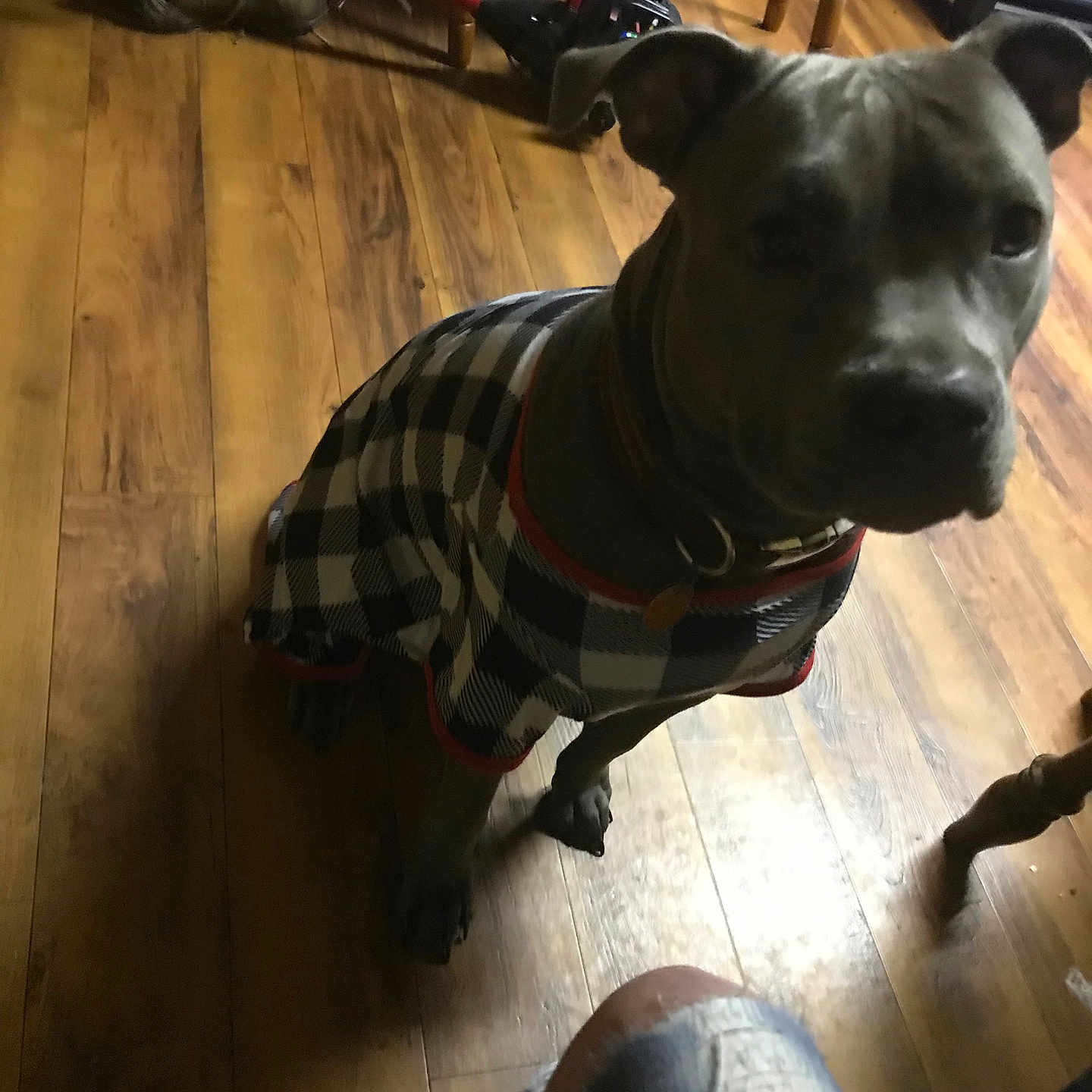 Missy joined the competition — help win amazing prizes! accessories, adult, animal, bulldog, canine, device, dog, hardwood, hound, indoors, interiordesign, male, man, person, pet, pitbull, plywood, puppy, screwdriver, wood