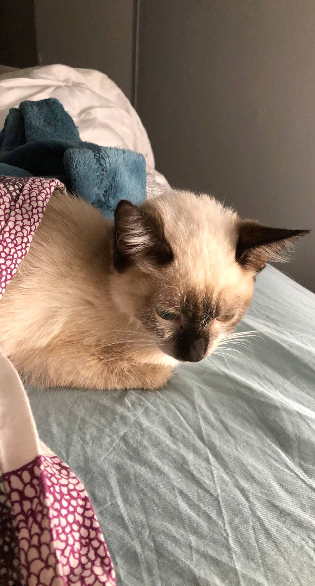 Lexa a rejoint le concours — aidez-le/la à gagner de superbes lots ! balinese, carnivore, cat, claw, comfort, fawn, felidae, fur, linens, nap, pattern, siamese, small_to_medium_sized_cats, snout, tail, whiskers