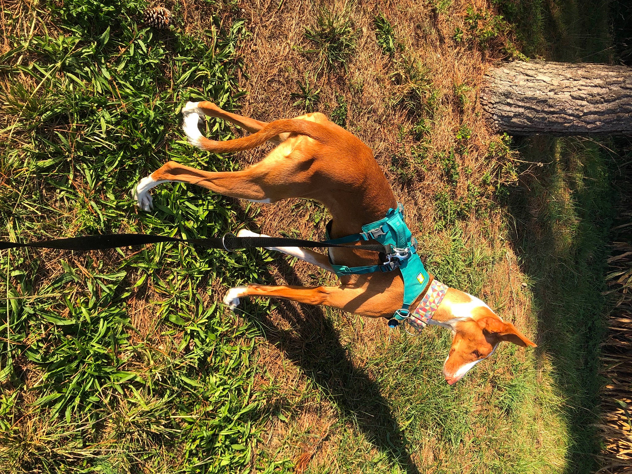 Ginny a rejoint le concours — aidez-le/la à gagner de superbes lots ! barechested, carnivore, dog, dog_breed, fawn, fun, grass, grass_family, landscape, leisure, people_in_nature, plant, recreation, soil, sporting_group, swimwear, terrestrial_animal, tree, trunks, wood