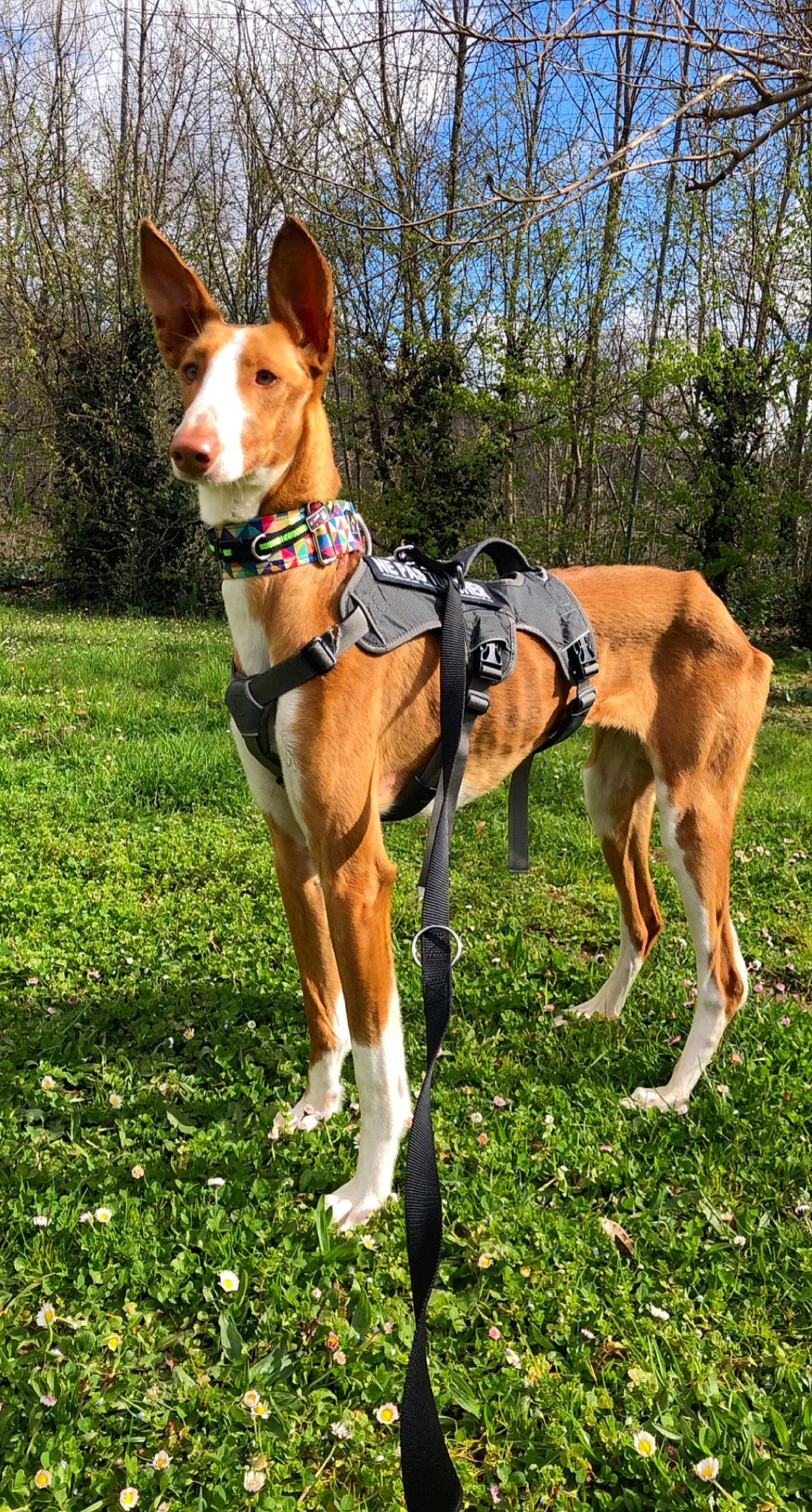 Ginny a rejoint le concours — aidez-le/la à gagner de superbes lots ! adventure, animal_sports, canidae, carnivore, collar, companion_dog, dog, dog_breed, dog_sports, dog_supply, fawn, grass, hound, plant, recreation, sighthound, sky, sporting_group, tree, wheel