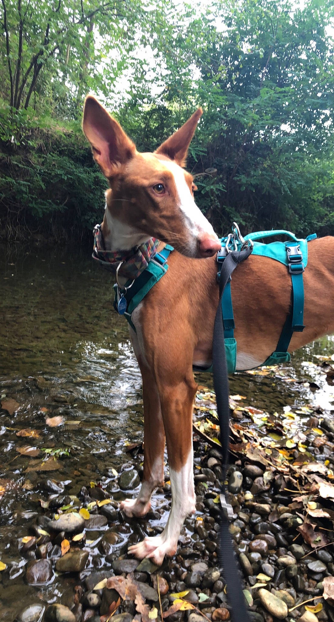 Ginny a rejoint le concours — aidez-le/la à gagner de superbes lots ! carnivore, collar, companion_dog, dog, dog_breed, dog_collar, dog_sports, dog_supply, electric_blue, fawn, liver, plant, rampur_greyhound, recreation, sighthound, snout, sporting_group, tree, wood, working_animal