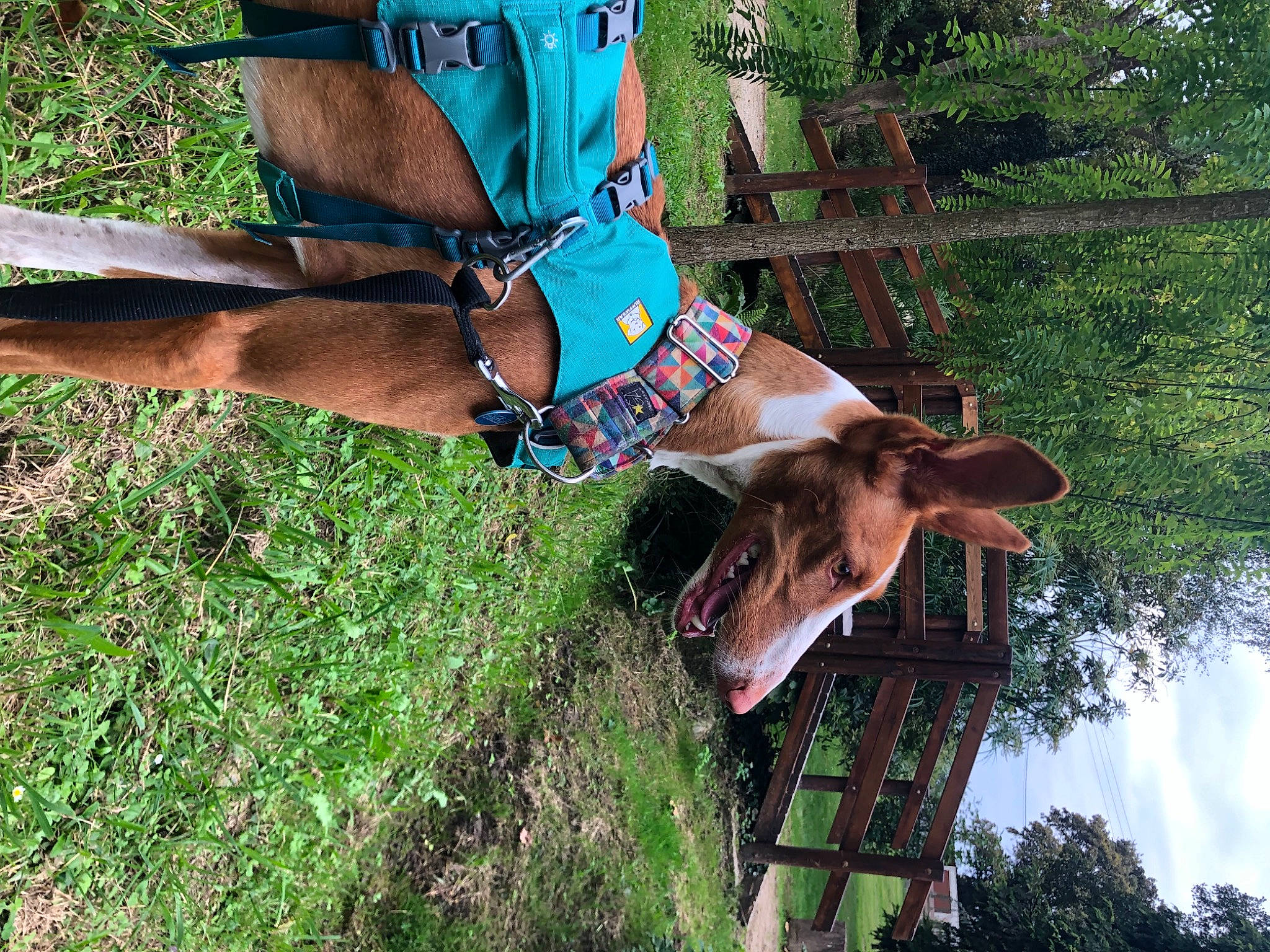 Ginny participe au concours pour gagner de l'argent avec cette photo : elbow, electric_blue, fashion_accessory, fawn, fun, grass, human_leg, landscape, leisure, livestock, people_in_nature, plant, sporting_group, street_fashion, thigh, tree, wildlife, wood, working_animal, wrist