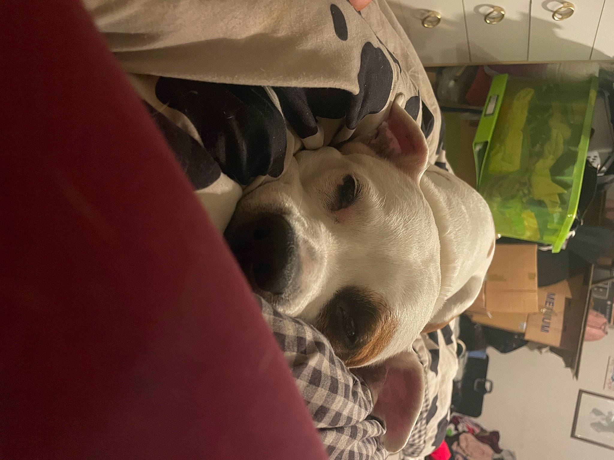 Daisy is registered to the contest to win money with this photo: canidae, carnivore, companion_dog, dog, dog_breed, eyewear, fawn, fun, fur, helmet, jaw, non_sporting_group, personal_protective_equipment, selfie, snout, sporting_group, working_animal