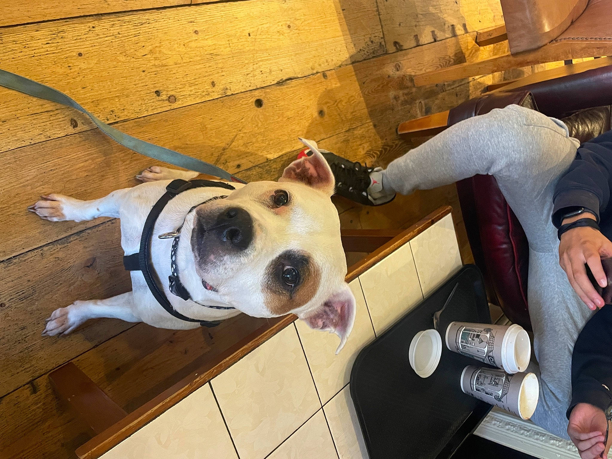 Daisy is registered to the contest to win money with this photo: canidae, carnivore, collar, companion_dog, dog, dog_breed, dog_collar, dog_supply, fawn, flooring, fur, leash, non_sporting_group, personal_protective_equipment, snout, sporting_group, wood, working_animal