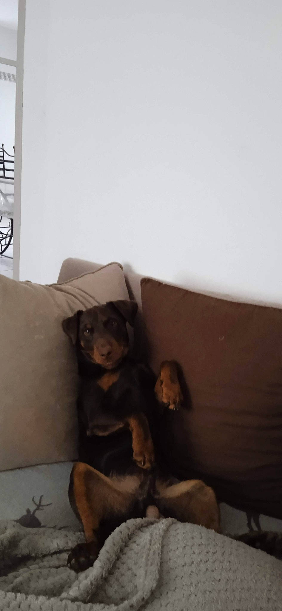 Syrus a rejoint le concours — aidez-le/la à gagner de superbes lots ! brown, canidae, carnivore, comfort, companion_dog, couch, dog, dog_breed, fawn, floor, flooring, hardwood, liver, living_room, sofa_bed, sporting_group, studio_couch, tints_and_shades, wood, working_animal