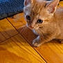 kitten, cat, orange_cat, wooden_floor, blue_blanket, pet, young_animal, whiskers, fur, curious, indoor, close_up, small_animal, cute, playful, animal_face, domestic_cat, flooring, feline, young_kitten