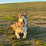 dog, husky, yawning, outdoor, grass, dirt, sunlight, fence, hill, animal, pet, canine, nature, daylight, mammal, tongue_out, lying_down, happy, scenic, field