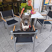 Thanos a rejoint le concours — aidez-le/la à gagner de superbes lots ! dog, person, chair, table, outdoor, pavement, snack, glass, building, window, street, relaxing, green_shirt, seating, leisure, daylight, urban, sidewalk, gray_dog, casual