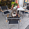 dog, person, chair, table, outdoor, pavement, snack, glass, building, window, street, relaxing, green_shirt, seating, leisure, daylight, urban, sidewalk, gray_dog, casual