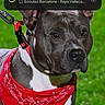 Thanos a rejoint le concours — aidez-le/la à gagner de superbes lots ! dog, bandana, red, grass, outdoor, pet, animal, leash, canine, portrait, alert, ears, collar, black_nose, fur, standing, watching, background_blur, night, closeup