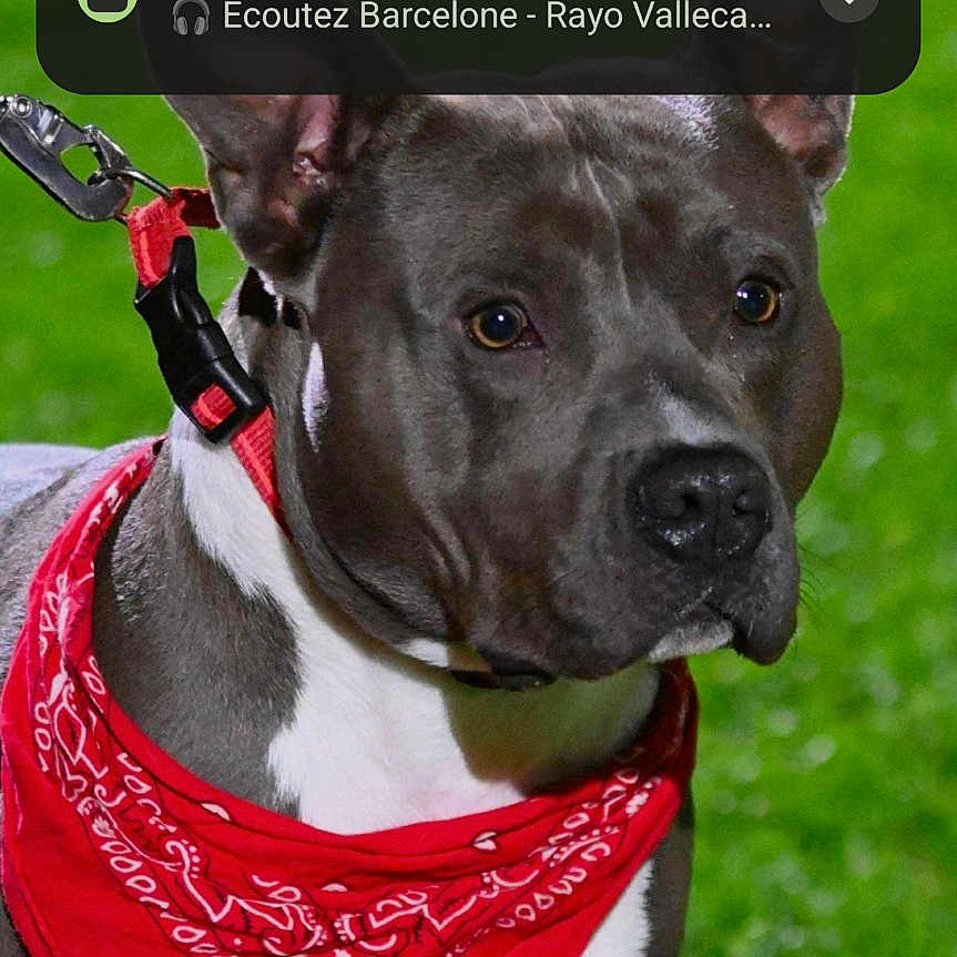 Thanos a rejoint le concours — aidez-le/la à gagner de superbes lots ! dog, bandana, red, grass, outdoor, pet, animal, leash, canine, portrait, alert, ears, collar, black_nose, fur, standing, watching, background_blur, night, closeup