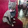Thanos a rejoint le concours — aidez-le/la à gagner de superbes lots ! dog, sitting, red_chair, indoor, wooden_floor, bandana, harness, pet, happy, tongue_out, ears_up, furniture, warm_lighting, cozy, animal, canine, domestic, companion, looking_away, relaxed