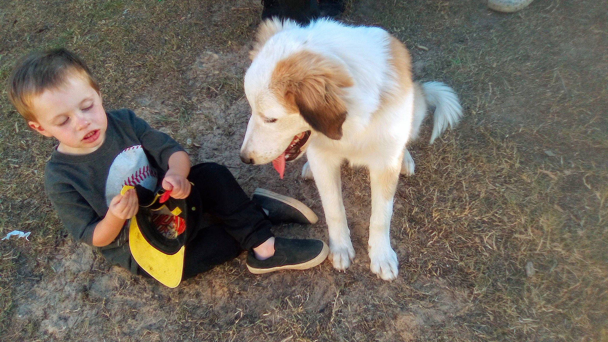 Girl joined the competition — help win amazing prizes! adventure, ball, canidae, carnivore, companion_dog, dog, dog_breed, fawn, fun, fur, happy, livestock_guardian_dog, recreation, retriever, soil, sporting_group, t_shirt, tail, working_animal, working_dog