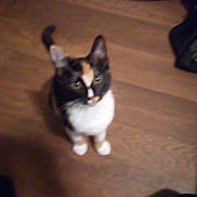 Kai is registered to the contest to win money with this photo: cat, calico_cat, pet, animal, indoor, wooden_floor, curious, looking_up, feline, small_animal, domestic_cat, brown, black, white, orange, blurred, out_of_focus, flooring, cute, sitting