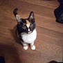 cat, calico_cat, pet, animal, indoor, wooden_floor, curious, looking_up, feline, small_animal, domestic_cat, brown, black, white, orange, blurred, out_of_focus, flooring, cute, sitting