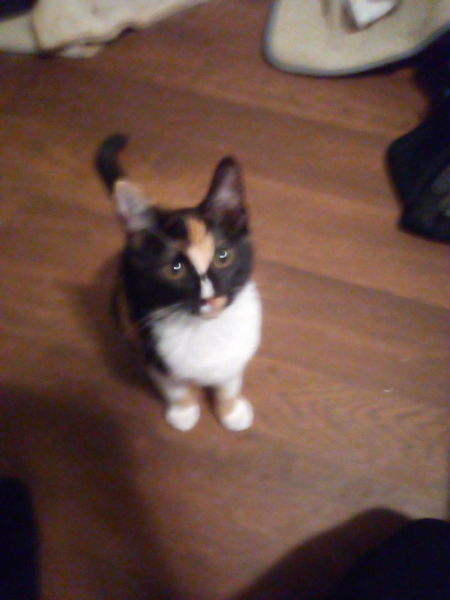 Kai is registered to the contest to win money with this photo: cat, calico_cat, pet, animal, indoor, wooden_floor, curious, looking_up, feline, small_animal, domestic_cat, brown, black, white, orange, blurred, out_of_focus, flooring, cute, sitting
