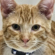 Richie joined the competition — help win amazing prizes! animal, background_blur, cat, close_up, collar, curious, cute, domestic_cat, ears, feline, focus, fur, green_eyes, indoor, nose, orange_tabby, pet, portrait, soft_light, whiskers