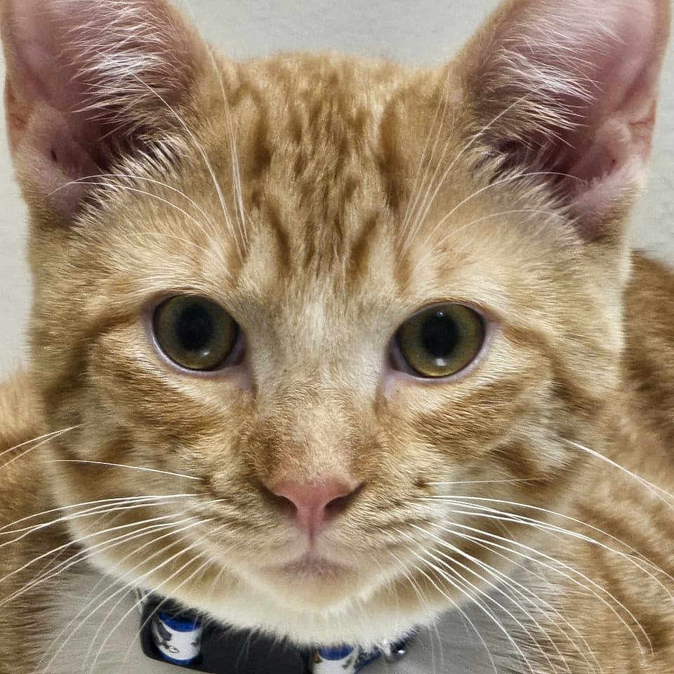 Richie joined the competition — help win amazing prizes! animal, background_blur, cat, close_up, collar, curious, cute, domestic_cat, ears, feline, focus, fur, green_eyes, indoor, nose, orange_tabby, pet, portrait, soft_light, whiskers
