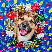 Ruger joined the competition — help win amazing prizes! dog, smiling, portrait, holiday, christmas, gift_bows, colorful, festive, frame, blue_background, red, green, yellow, silver, gold, outdoor, happy, pet, animal, decorative