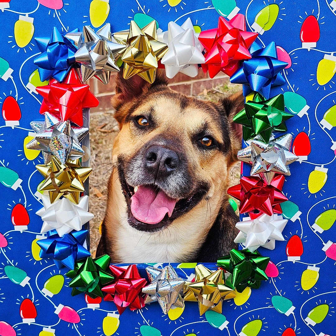 Ruger joined the competition — help win amazing prizes! dog, smiling, portrait, holiday, christmas, gift_bows, colorful, festive, frame, blue_background, red, green, yellow, silver, gold, outdoor, happy, pet, animal, decorative