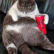 Sweaty participe au concours pour gagner de l'argent avec cette photo : cat, gray_cat, white_cat, coca_cola_can, black_leather_couch, sitting, relaxed, pet, animal, indoor, feline, paw, fur, green_eyes, lazy, plush, cute, domestic_cat, couch, drink_can