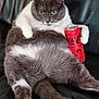 cat, gray_cat, white_cat, coca_cola_can, black_leather_couch, sitting, relaxed, pet, animal, indoor, feline, paw, fur, green_eyes, lazy, plush, cute, domestic_cat, couch, drink_can
