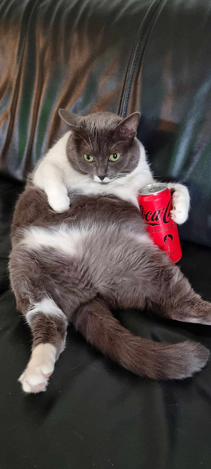 Sweaty participe au concours pour gagner de l'argent avec cette photo : cat, gray_cat, white_cat, coca_cola_can, black_leather_couch, sitting, relaxed, pet, animal, indoor, feline, paw, fur, green_eyes, lazy, plush, cute, domestic_cat, couch, drink_can