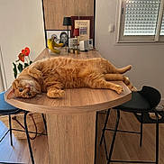 Roucky a rejoint le concours — aidez-le/la à gagner de superbes lots ! banana, basket, black_chair, blinds, cat, chair, curious, floor, flower, fruit, furniture, home, indoor, orange_cat, pet, plant, relaxed, table, window, wooden_table