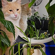 Toktok a rejoint le concours — aidez-le/la à gagner de superbes lots ! cat, houseplant, mirror, clock, indoor, greenery, white_pot, reflection, feline, pet, decor, table, leaf, plant_pot, fluffy, domestic_cat, closeup, relaxing, home, curtain