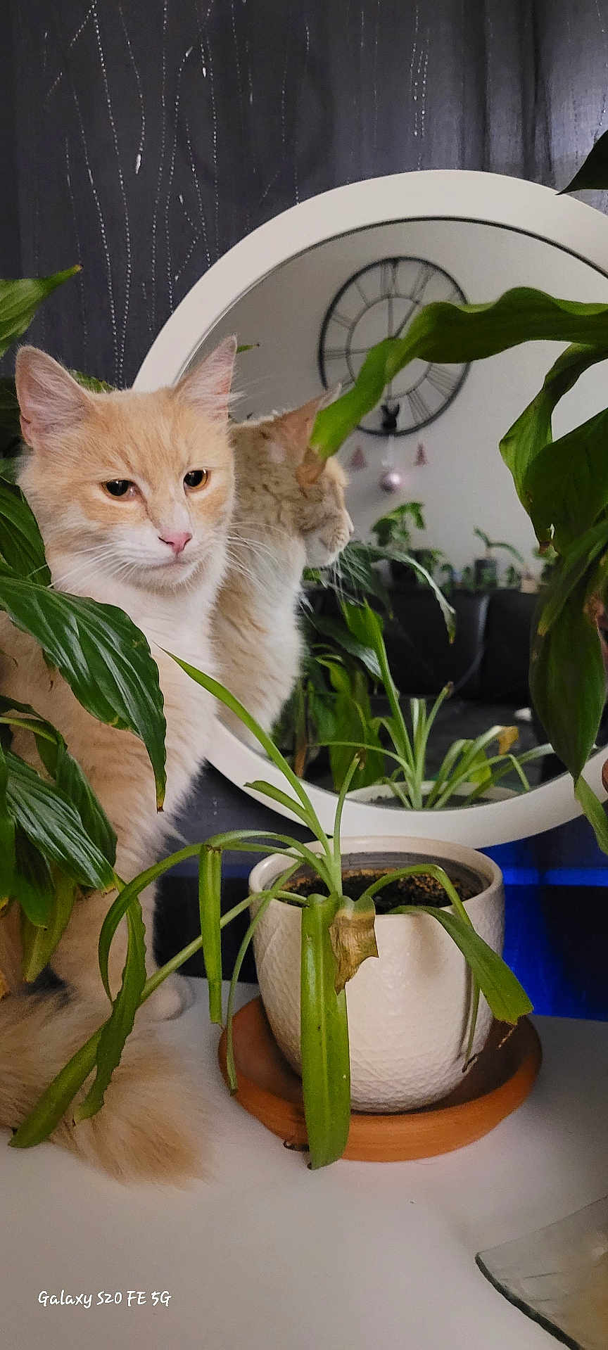 Toktok a rejoint le concours — aidez-le/la à gagner de superbes lots ! cat, houseplant, mirror, clock, indoor, greenery, white_pot, reflection, feline, pet, decor, table, leaf, plant_pot, fluffy, domestic_cat, closeup, relaxing, home, curtain