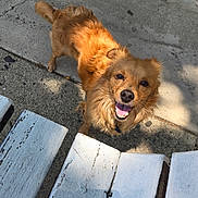 Goody joined the competition — help win amazing prizes! dog, golden, smiling, outdoor, sidewalk, concrete, bench, wooden, sunlight, shadow, happy, pet, canine, fur, friendly, daytime, animal, looking_up, closeup, tongue