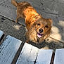 dog, golden, smiling, outdoor, sidewalk, concrete, bench, wooden, sunlight, shadow, happy, pet, canine, fur, friendly, daytime, animal, looking_up, closeup, tongue