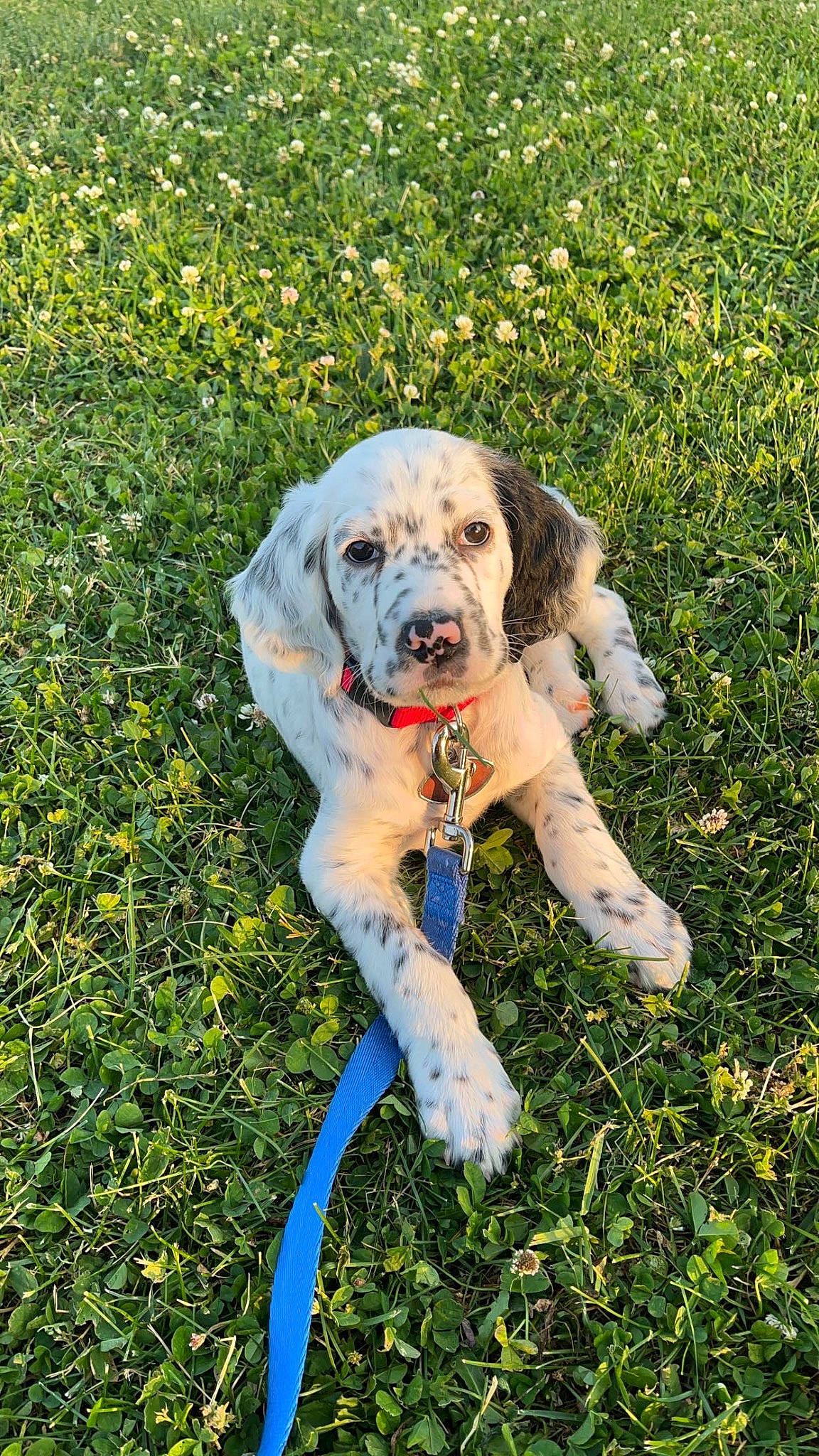 Pongo is registered to the contest to win money with this photo: ball, carnivore, companion_dog, dog, dog_breed, dog_collar, fawn, flower, grass, grass_family, grassland, groundcover, happy, lawn, people_in_nature, plant, rose, shrub, tail, working_animal