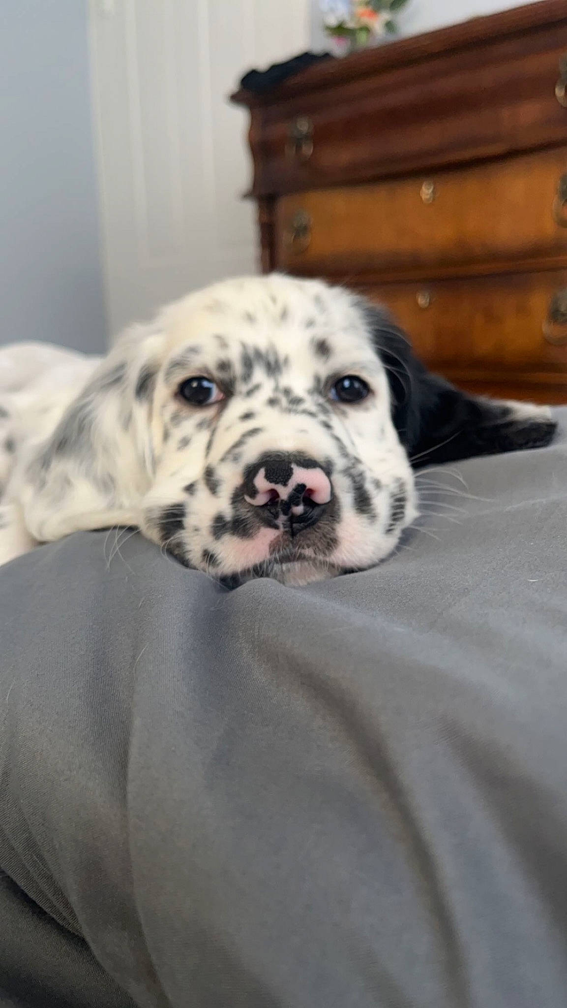 Pongo joined the competition — help win amazing prizes! cabinetry, carnivore, chest, chest_of_drawers, comfort, companion_dog, dalmatian, dog, dog_breed, drawer, dresser, fawn, fur, hardwood, snout, sporting_group, terrestrial_animal, whiskers, wood, working_animal