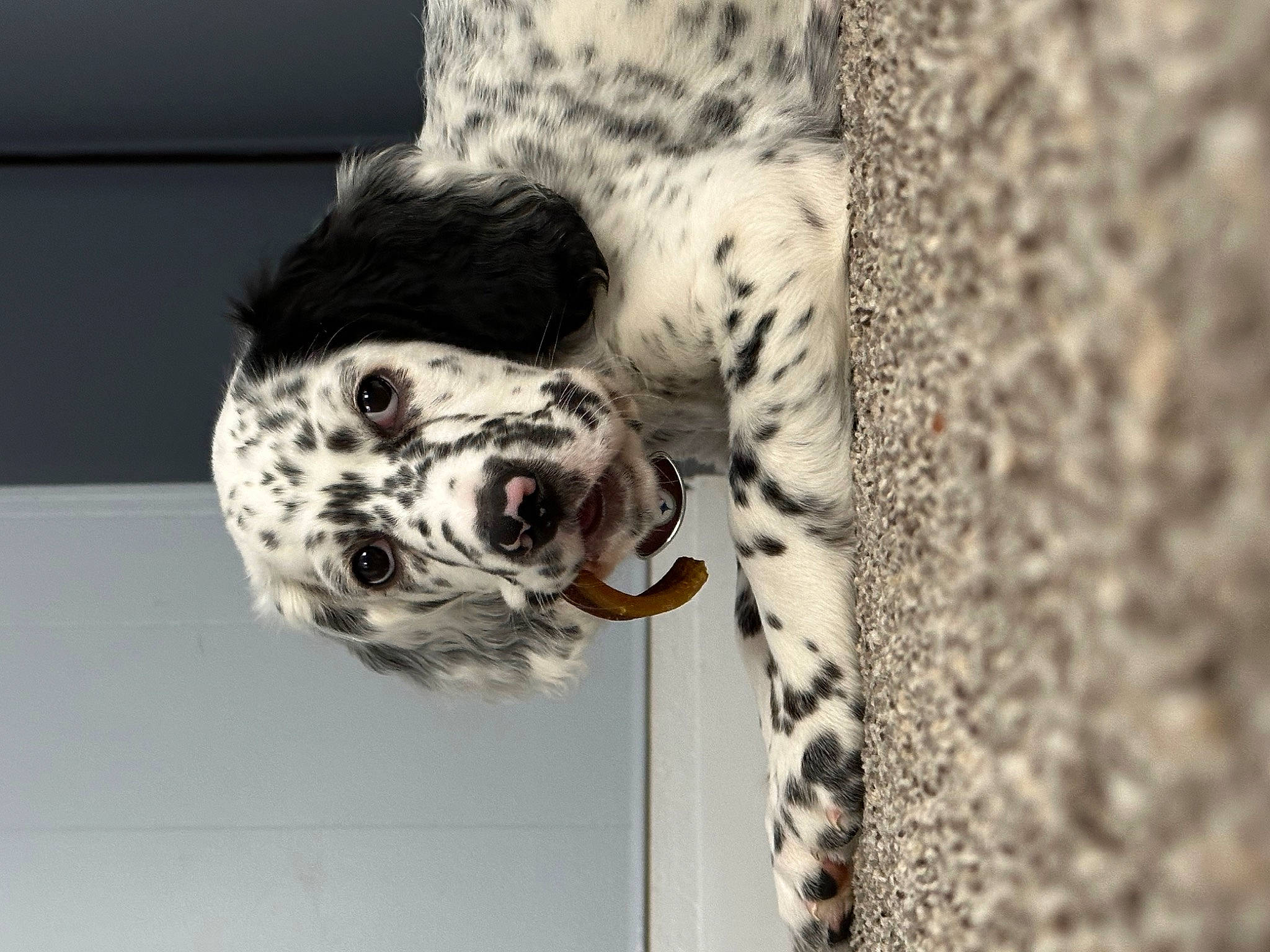 Pongo joined the competition — help win amazing prizes! canidae, carnivore, companion_dog, dalmatian, dog, dog_breed, door, fur, non_sporting_group, pattern, snout, sporting_group, terrestrial_animal, whiskers, working_animal, working_dog