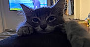 Opal is registered to the contest to win money with this photo: animal, blue_eyes, cat, closet, closeup, clothing, couch, ears, fluffy, furry, gray_cat, home, indoors, kitten, living_room, pet, portrait, relaxed, television, whiskers